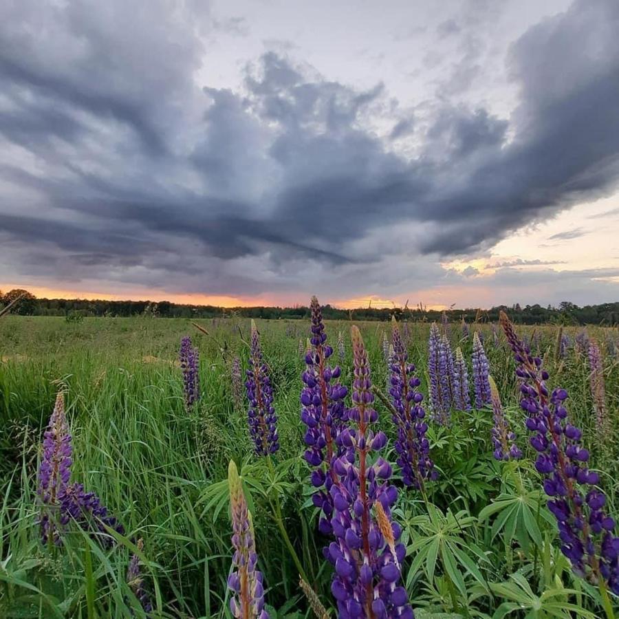 Zagroda W Puszczy Białowieża Exterior foto